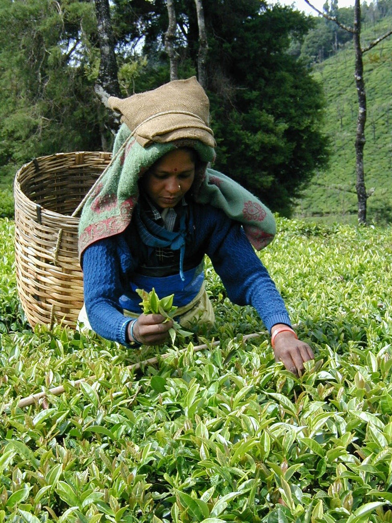 woman picking earl grey leaves