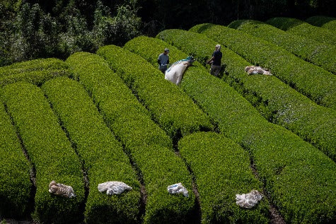 Tea Harvesting